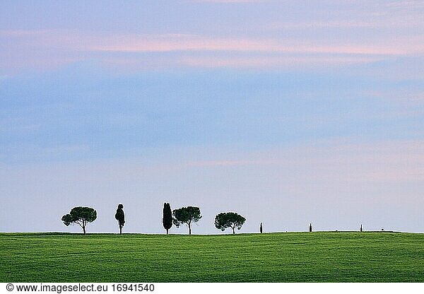 Hilly landscape with wheat fields and cypresses  spring  Tuscany  Italy  Europe