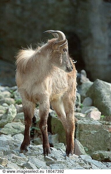Himalaya-Thar  Weibchen (Hemitragus jemalahicus)  Himalayan Thar  female (Säugetiere) (mammal animals) (Huftiere) (Paarhufer) (cloven-hoofed animals) (asia) (außen) (outdoor) (adult) (stehen) (standing) (Wildziegen) (wild goats) (weiblich)