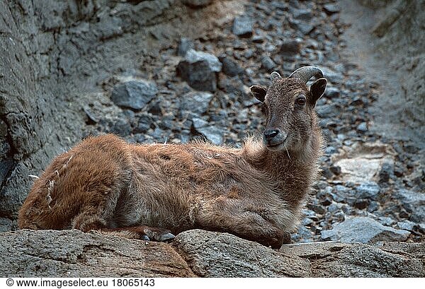 Himalaya-Thar  Weibchen  ruhend (Hemitragus jemalahicus)  Himalayan Thar  female  resting (Asien) (asia) (Säugetiere) (mammal animals) (Huftiere) (Paarhufer) (cloven-hoofed animals) (außen) (outdoor) (seitlich) (side) (Entspannung) (relaxing) (adult) (Querformat) (horizontal) (lie) (lying) (weiblich) (Wildziegen) (wild goats)