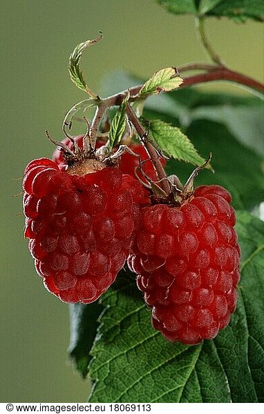 Himbeeren (Rubus idaeus) (Pflanzen) (Pflanzen) (Rosengewächse) (Rosaceae) (Obst) (Frucht) (Nutzpflanze) (Früchte) (Sträucher) (Strauch) (rot) (Europa) (Sommer) (Sommer) (vertikal)
