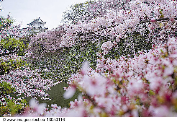 Himeji-jo Castle seen through cherry blossom
