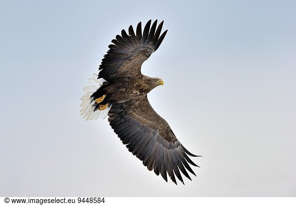 Himmel fliegen fliegt fliegend Flug Flüge Weisswedelhirsch Odocoileus virginianus Adler
