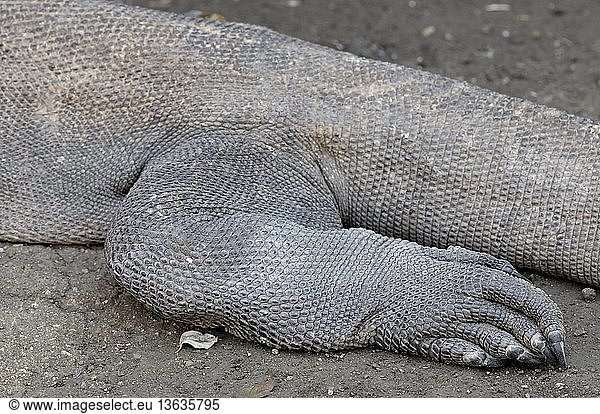 Hind leg and foot of a large Komodo Dragon (Varanus komodoensis)  Komodo National Park and World Heritage Site  Rinca Island  Flores  West Manggarai  East Nusa Tenggara  Indonesia. IUCN=Vulnerable.