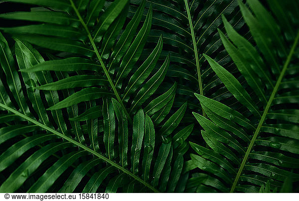 Hintergrund der dunkelgrünen Blätter