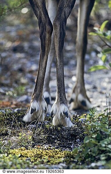 Hinterläufe eines Rentierweibchens (Rangifer tarandus) (Eurasisches Tundraren) (Ren)  Hind legs from a female Reindeer (Mountain Reindeer) (tarandus)