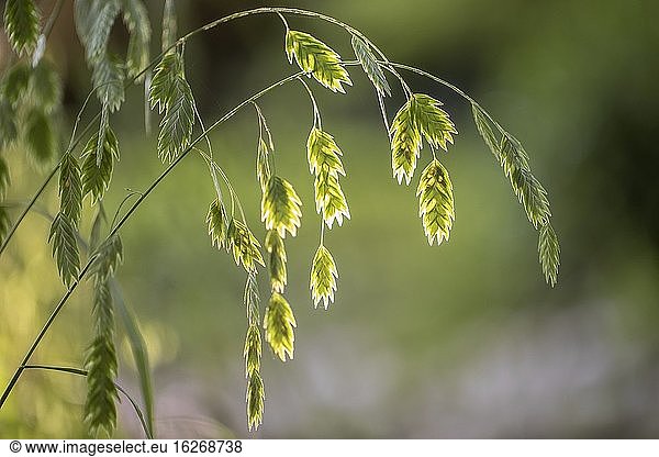 Hinterleuchteter Flusshafer oder Nördlicher Strandhafer (Chasmanthium latifolium) - Asheville  North Carolina  USA.