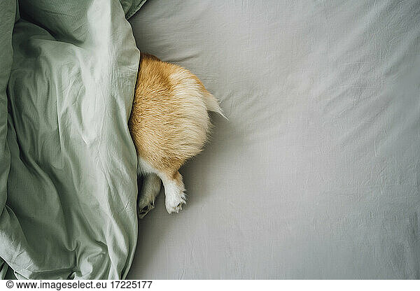 Hinterteil des Corgi-Hundes ragt aus der Bettdecke heraus