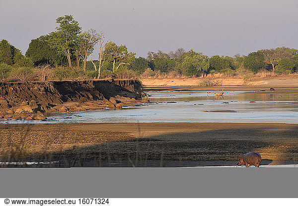 Hippopotamus (Hippopotamus amphibius) and landscape of the Luangwa River in South Luangwa NP  Zambia