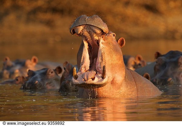 Hippopotamus (Hippopotamus amphibius) gähnt  Mana Pools Nationalpark  Simbabwe