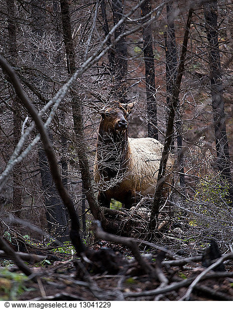Hirsch im Wald stehend