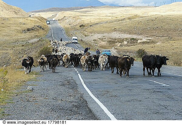 Hirte führt eine Gruppe von Kühen und Schafen eine Straße hinunter  Provinz Tavush  Armenien  Asien