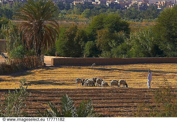 Hirte in der Kasbah Taourirt  Ouarzazate  UNESCO-Weltkulturerbe  Provinz Ouarzazate  Nordafrika  Marokko  Afrika