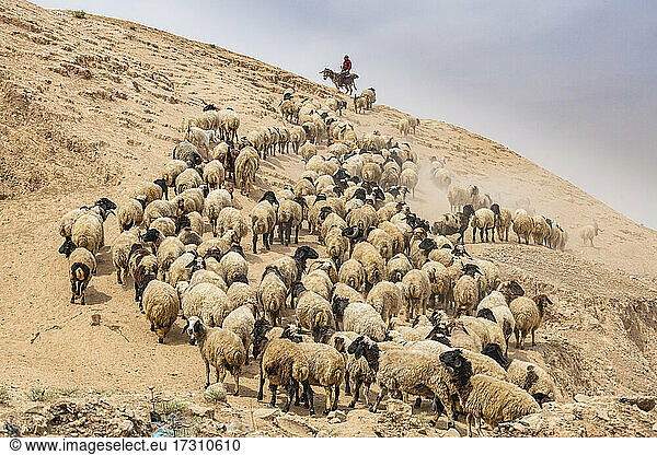 Hirte mit seinen Schafen  Mosul  Irak  Naher Osten