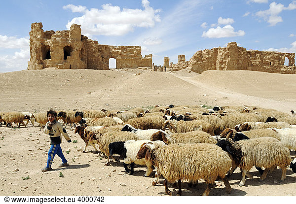 Hirte und Schafherde vor Ruinen der byzantinischen Festung Resafa  Sergiopolis  Syrien  Asien