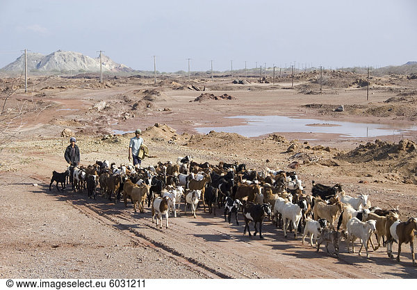 Hirten der Herde von Ziegen fahren zurück zum Dorf  Qeshm Insel  Bandar Abbas  südlichen Iran  Naher Osten