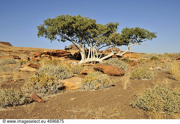 Hirtenbaum Weißrindenbaum oder Schäferbaum (Boscia albitrunca) in den Mik-Bergen Damaraland Namibia Afrika