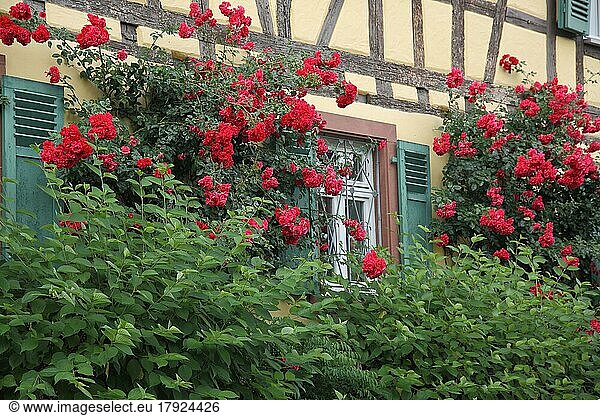 Historic Old Post Office Yard with red roses  rose hedge  hedge  bush  idyll  shrub  overgrown  shutters  half-timbered house  Hattersheim  Taunus  Hesse  Germany  Europe
