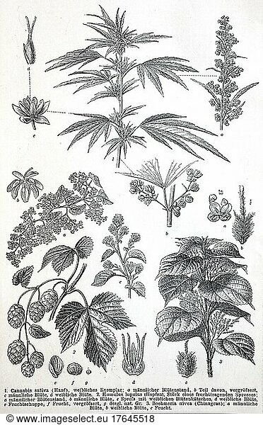 Historische Bilder von verschiedenen zweikeimblättrigen Pflanzen  auch Dikotyledonen genannt: (Cannabis sativa)  Humulus lupulus  Boehmeria nivea  digital restaurierte Reproduktion einer Originalvorlage aus dem 19. Jahrhundert
