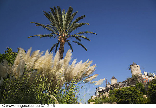 Historische Windmühlen von Es Jonquet in Palma de Mallorca  Mallorca  Balearen  Mittelmeer  Spanien  Europa