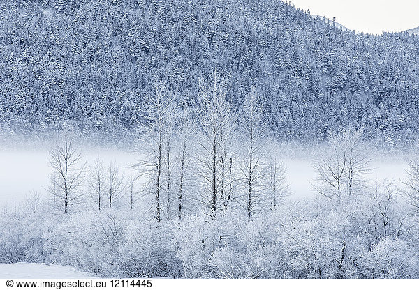 Hoar frost covers birch trees in a wintery landscape with a hillside of evergreen trees in the background  Seward Highway  South-central Alaska; Portage  Alaska  United States of America
