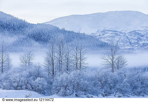 Hoar frost covers birch trees in a wintery landscape with a hillside of evergreen trees in the background  Seward Highway  South-central Alaska; Portage  Alaska  United States of America