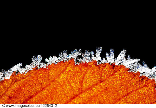 Hoarfrost at edge of autumn leaf in front of black background