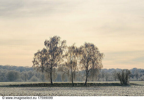 Hoarfrosted birch trees growing in field at dawn