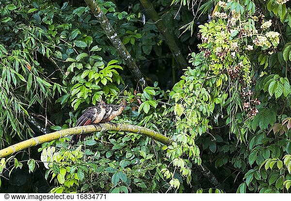 Hoatzin (Opisthocomus hoazin) im Amazonas-Regenwald von Ecuador  Südamerika