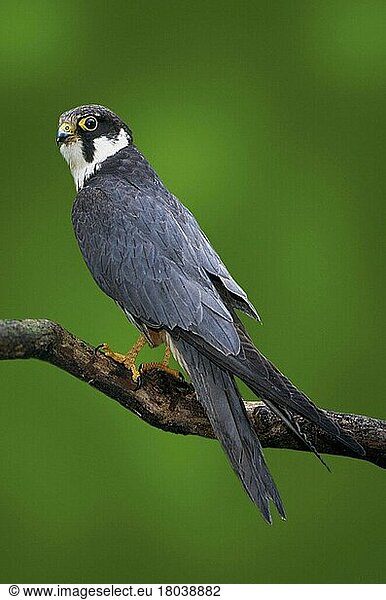 Hobby  Baumfalke (Falco subbuteo) (Europa) (Vogel) (Vögel) (birds) (Greifvögel) (birds of prey) (Tiere) (animals) (außen) (outdoor) (Ast) (seitlich) (side) (adult) (vertical)
