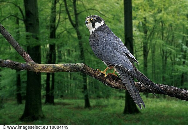 Hobby  Baumfalke (Falco subbuteo) (Europa) (Vogel) (Vögel) (birds) (Greifvögel) (Tiere) (animals) (außen) (outdoor) (Ast) (Baum) (tree) (Wald) (forest) (seitlich) (side) (adult) (Querformat) (horizontal)