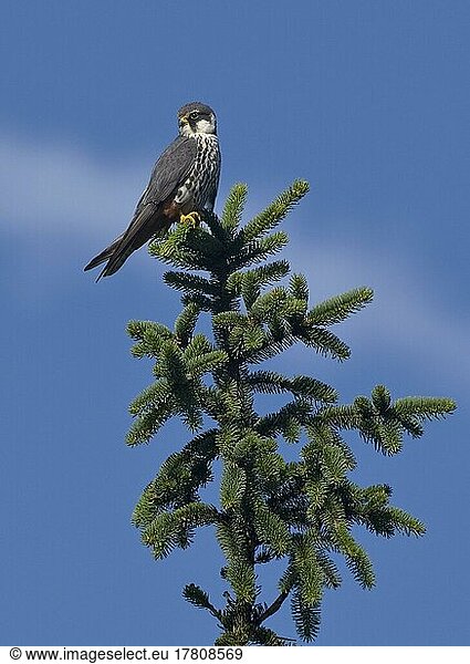 Hobby (Falco subbuteo)  adult male  Hesse  Germany  Europe