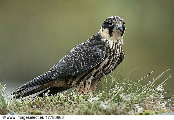 Hobby (Falco subbuteo) Erwachsener  auf einer grasbewachsenen Trockenmauer sitzend  Wales
