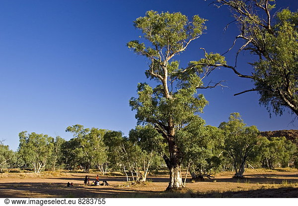 hoch  oben  geselliges Beisammensein  Baum  unterhalb  Fluss  Aborigines  Alice Springs  Australien  getrocknet  Eukalyptus