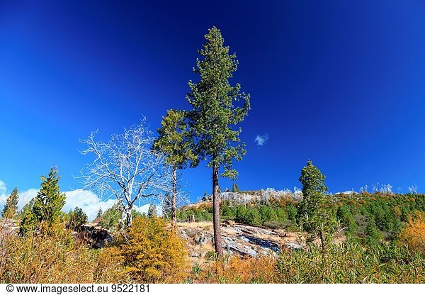 hoch oben leer Baum Nevada Seitenansicht Hochebene Kalifornien karg
