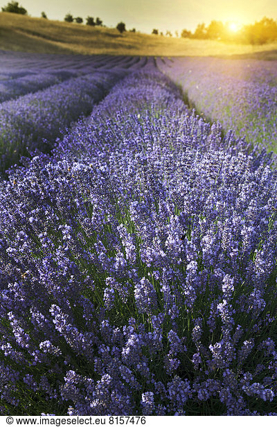 hoch  oben  nahe  Nutzpflanze  Feld  Lavendel