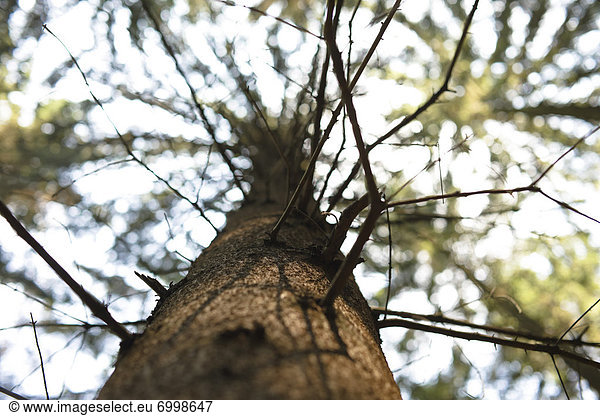 hoch  oben  sehen  Baum  Kiefer  Pinus sylvestris  Kiefern  Föhren  Pinie  Baumstamm  Stamm
