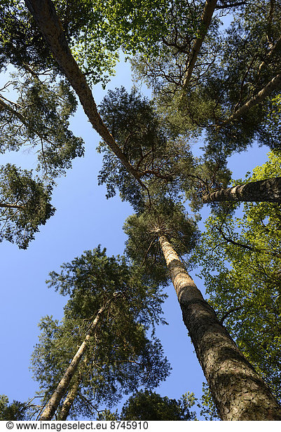 hoch  oben  sehen  Baum  Kiefer  Pinus sylvestris  Kiefern  Föhren  Pinie  Bayern  Deutschland  Oberpfalz