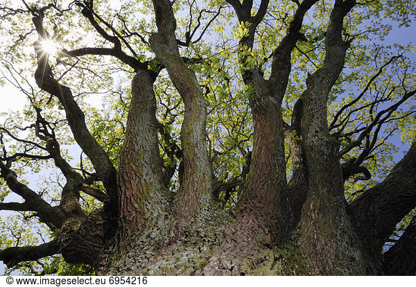 hoch oben sehen Baum Limette
