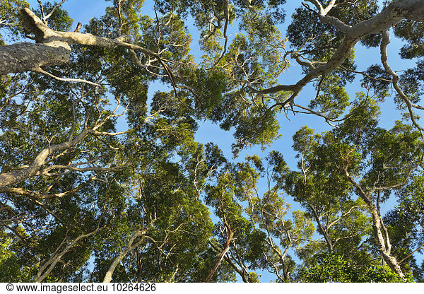 hoch oben sehen Baumkrone Australien Eukalyptus New South Wales