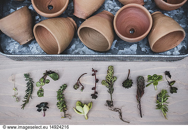 Hochwinkel-Nahaufnahme einer Auswahl von kleinen Sukkulenten und Terrakotta-Töpfen auf Metalltablett.