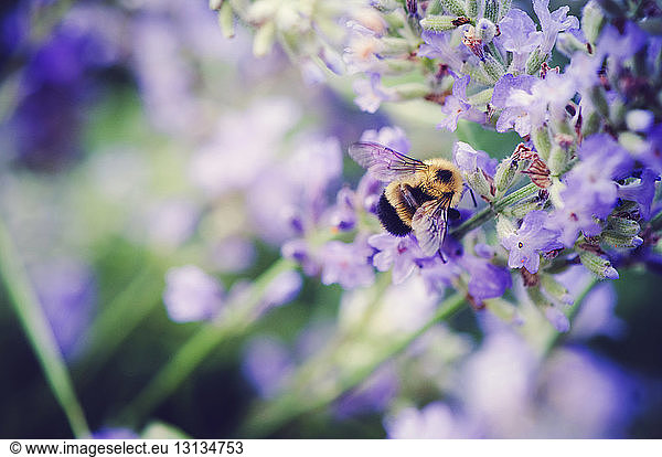 Hochwinkel-Nahaufnahme einer Biene  die eine Blüte bestäubt