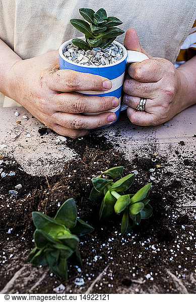Hochwinkel-Nahaufnahme einer Person  die einen Kaffeebecher mit sukkulenten  sukkulenten Pflanzen mit Erde an der Wurzel hält.