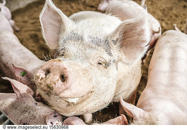 Hochwinkel-Nahaufnahme von Schweinen im Schweinestall