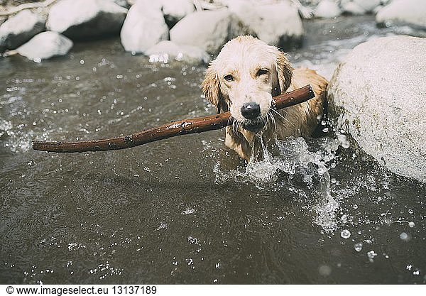 Hochwinkelansicht eines Hundes mit Stock im Maul am See während eines sonnigen Tages