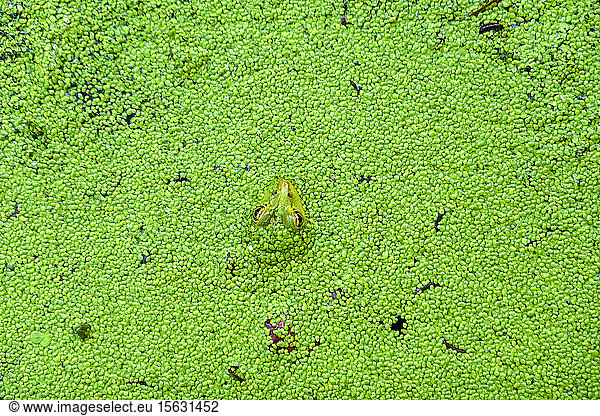 Hochwinkelansicht eines im Teich schwimmenden Frosches