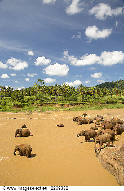Hochwinkelaufnahme einer Herde afrikanischer Elefanten in einem Fluss.