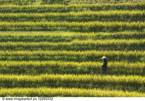 Hochwinkelaufnahme einer Person mit traditionellem Strohhut  die durch ein Reisfeld läuft.