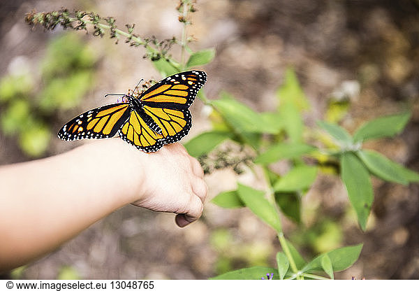 Hochwinkelaufnahme eines Schmetterlings  der im Park auf der Hand eines Mädchens sitzt