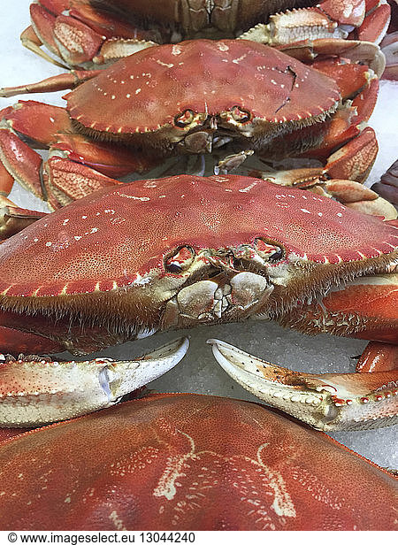 Hochwinkelaufnahme von Krabben auf Eis am Marktstand