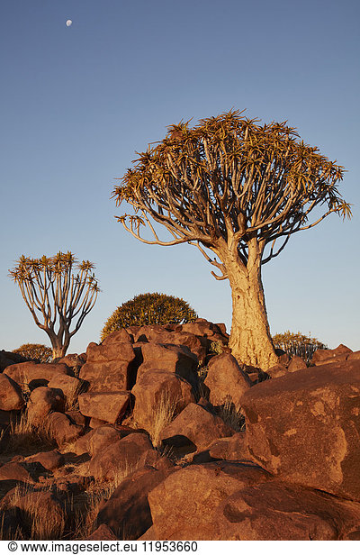 Hohe afrikanische Affenbrotbäume,  Köcherbäume,  Adansonia bei Sonnenuntergang in der felsigen Landschaft von Keetmanshoop.